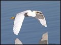 _3SB4651 snowy egret
